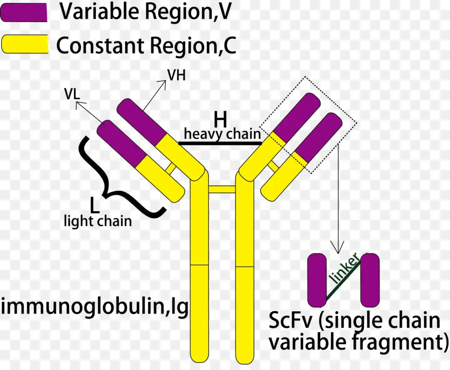 Singlechain Fragmento Variable De，Anticuerpos PNG