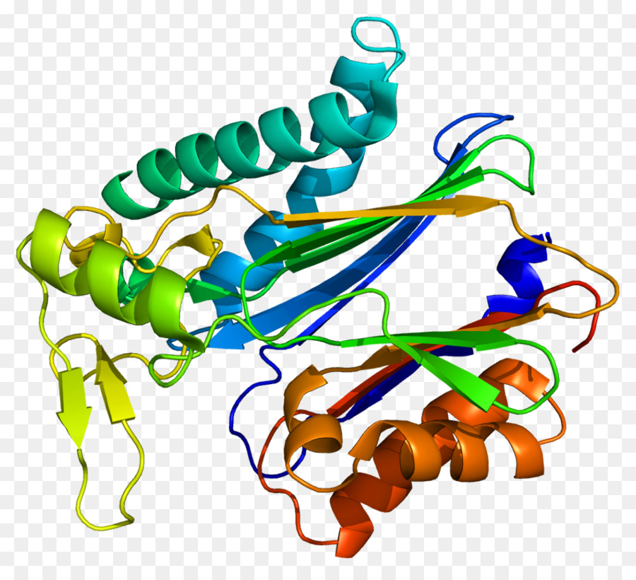 Estructura De La Proteína，Molécula PNG