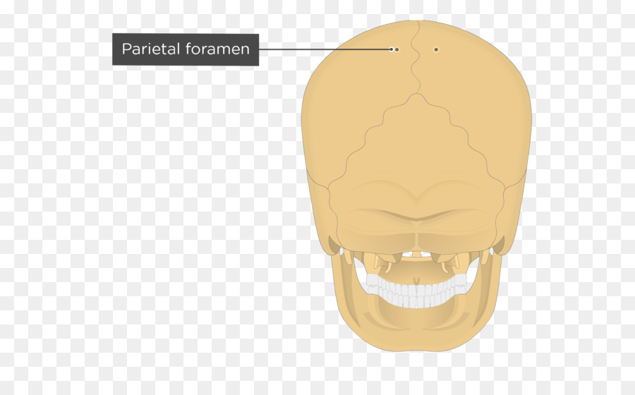 Hueso Parietal，Eminencia Parietal PNG