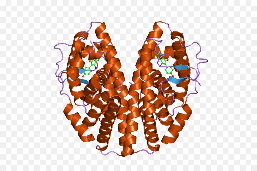 Estructura De La Proteína，Proteína PNG