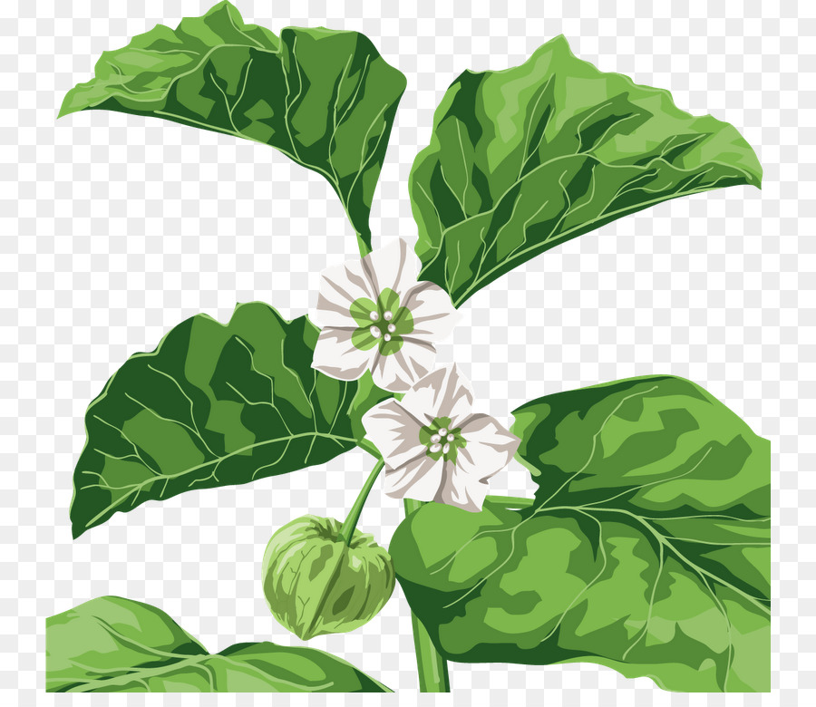 Flor，La Albahaca PNG