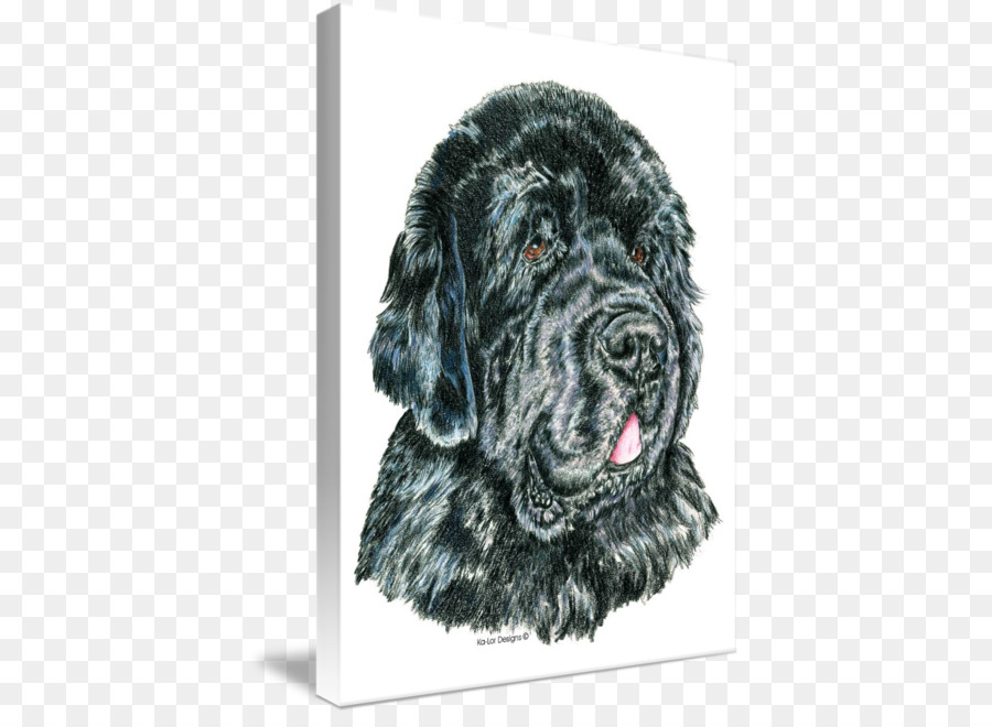 Flatcoated Retriever，Perro De Terranova PNG