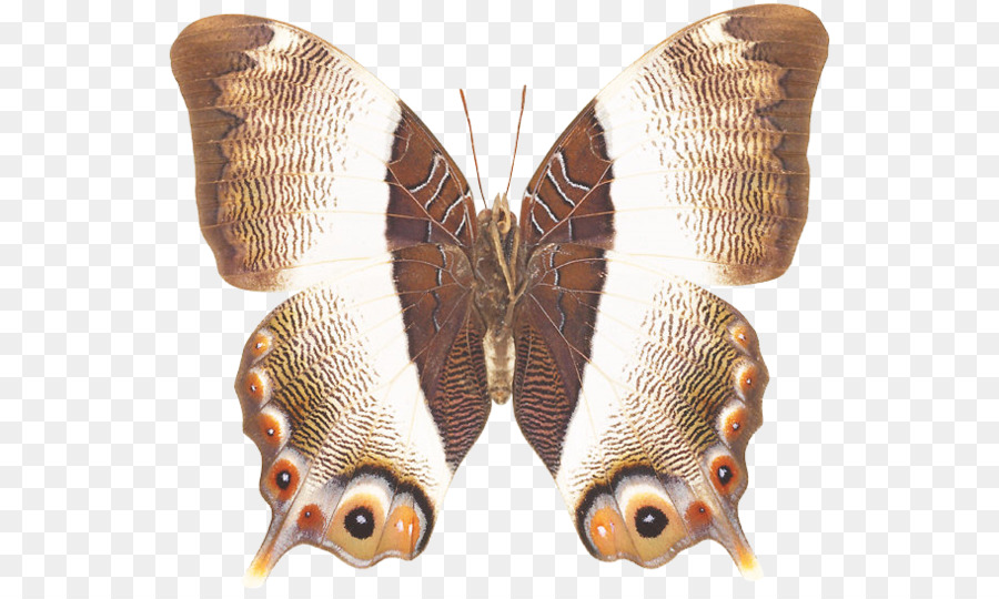 Polilla Del Atlas，Alas PNG