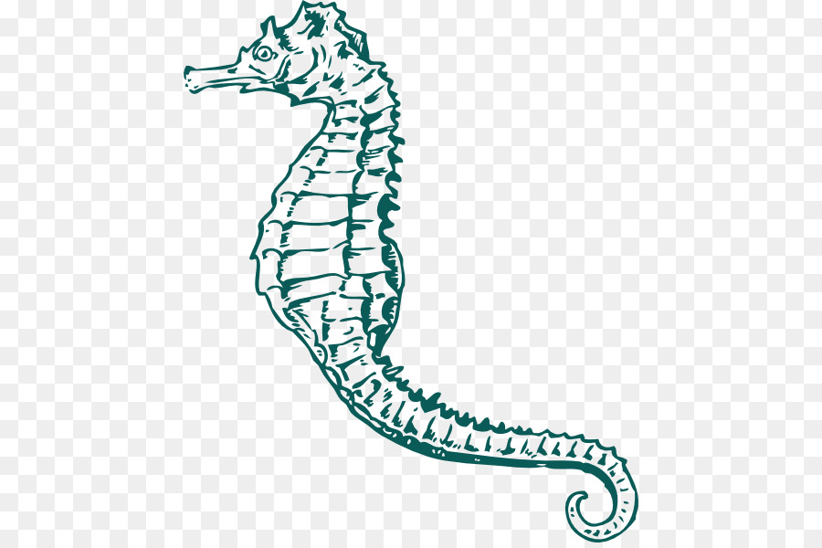 Caballito De Mar，Dibujo PNG