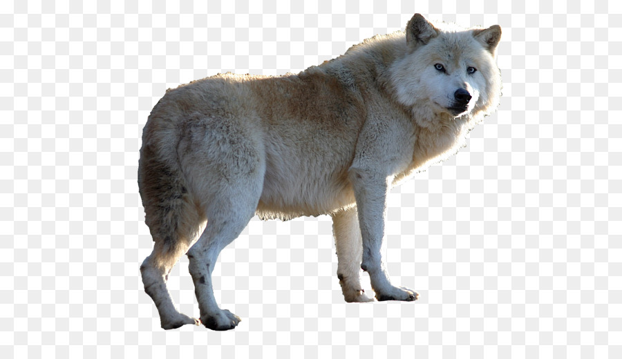 Perro De Groenlandia，Animal PNG