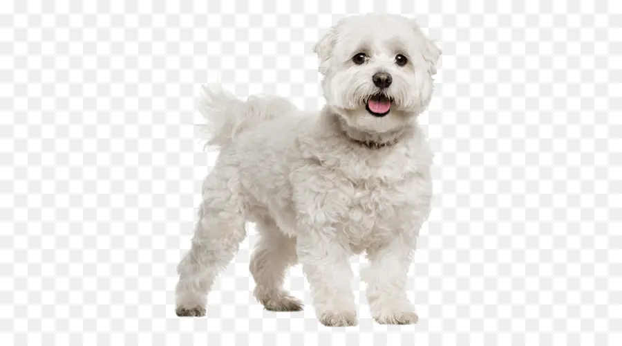 Maltés Perro，Bichon Frisé PNG