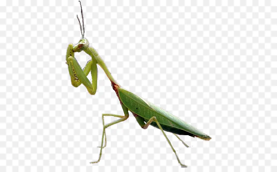 Los Insectos，Mantis PNG