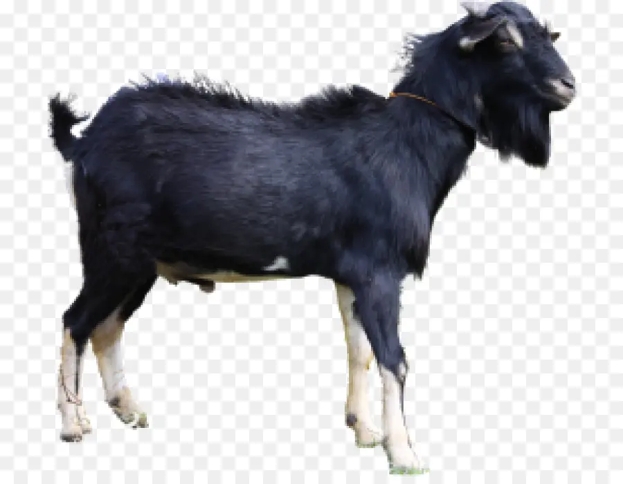 Cabras Negras，Cuerna PNG