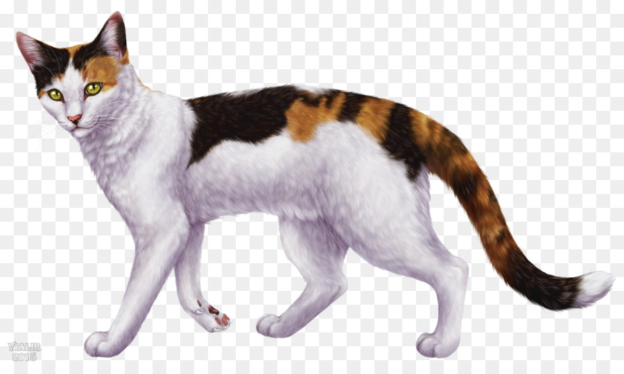 Gato Doméstico De Pelo Corto，American Wirehair PNG