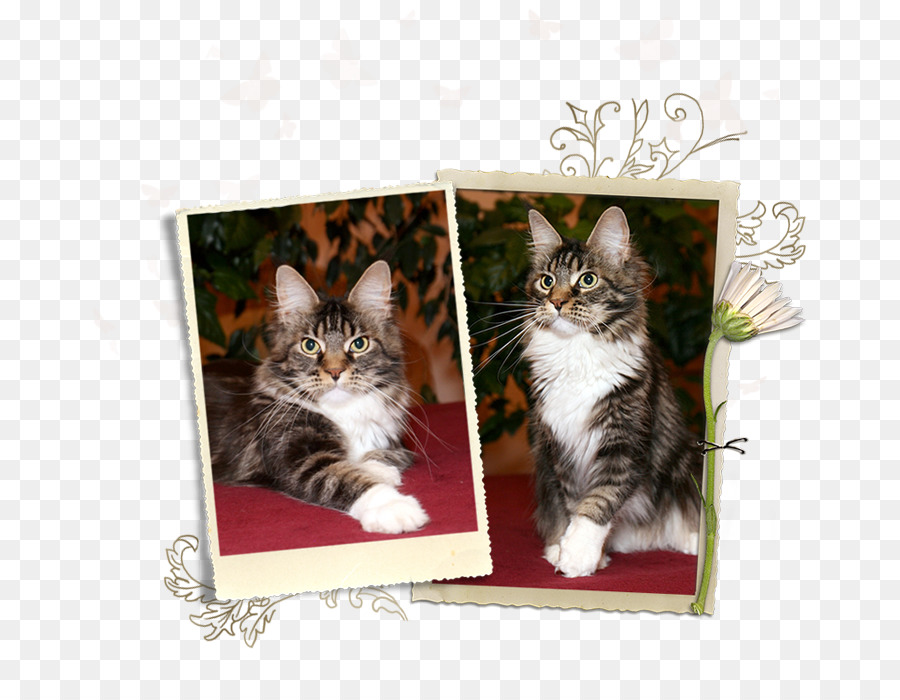 Gatito，Maine Coon PNG