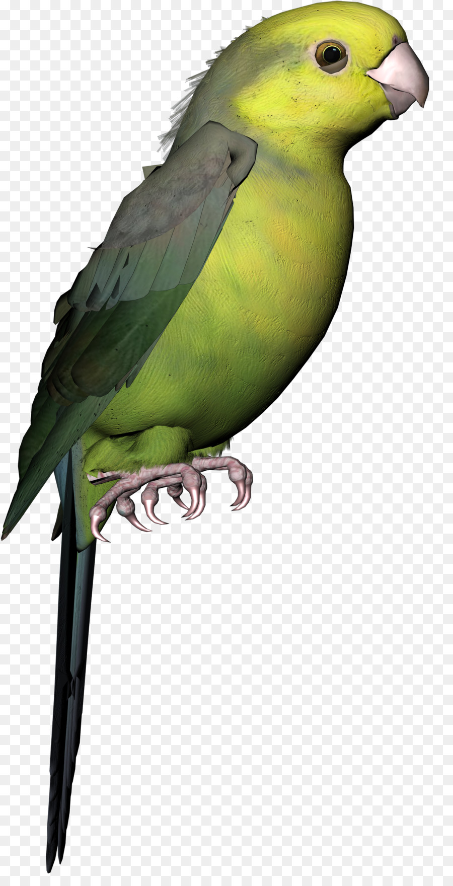 Loro，Verde PNG