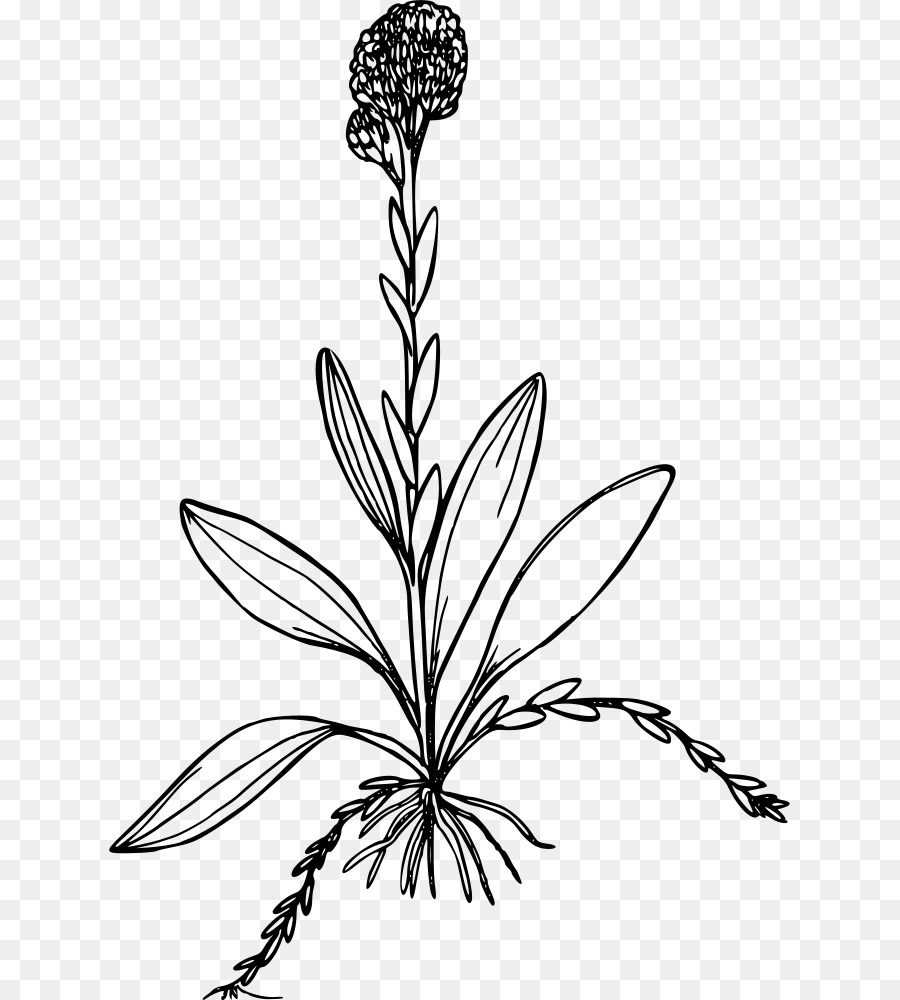Antennaria Corymbosa，Iconos De Equipo PNG