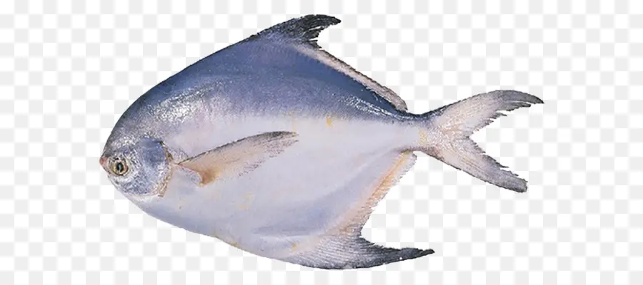 Pampus Argenteus，Pomfret PNG