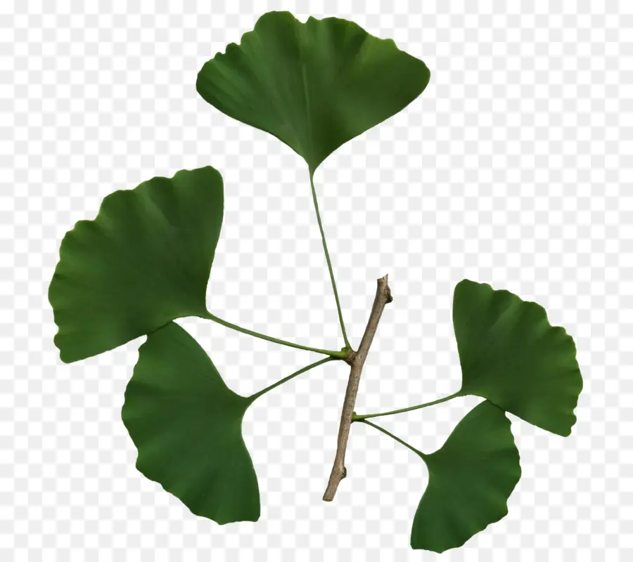 Ginkgo Biloba，árbol PNG