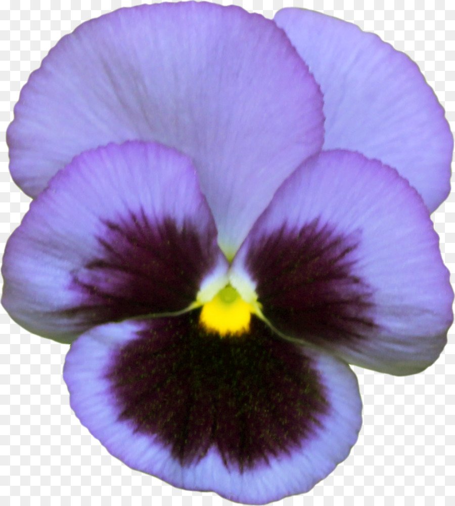 Flores Moradas，Florecer PNG