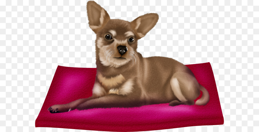 Chihuahua，Cachorro PNG