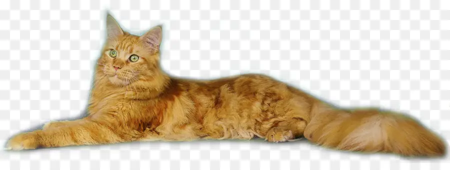 Gato Atigrado，Maine Coon PNG