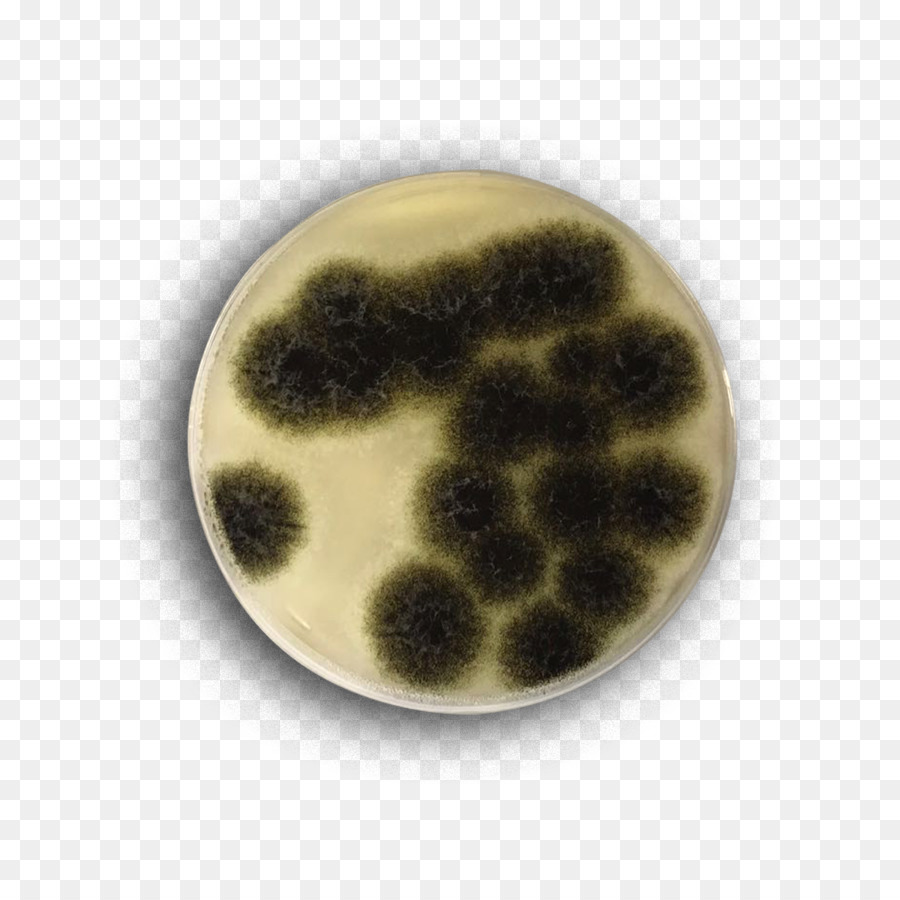 Trypticase Soy Agar，Agar PNG