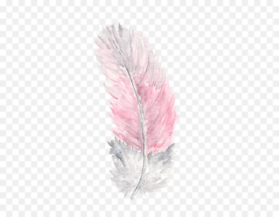 Pluma，Rosa PNG