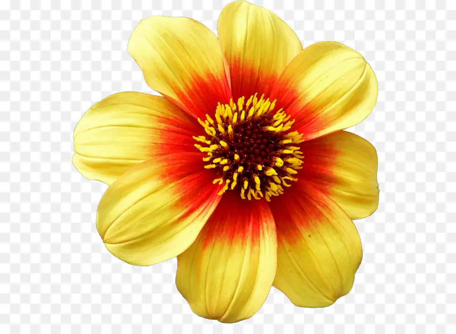 Dalia，Flor PNG