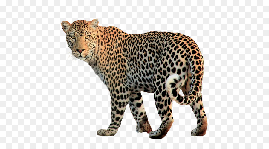 Jaguar，Felidae PNG