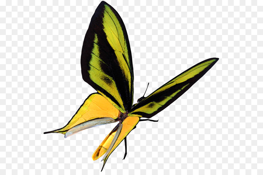 Mariposa，Alas PNG