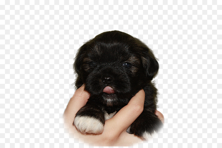 Lhasa Apso，Schnoodle PNG