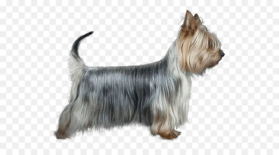 Terrier De Yorkshire，Perro PNG