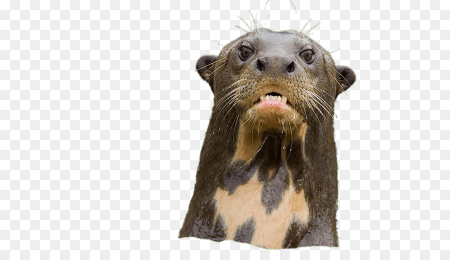 Mustélidos，Beaver PNG