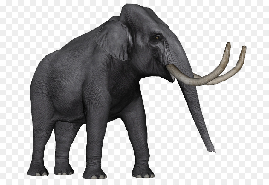 El Elefante Africano，El Elefante Asiático PNG
