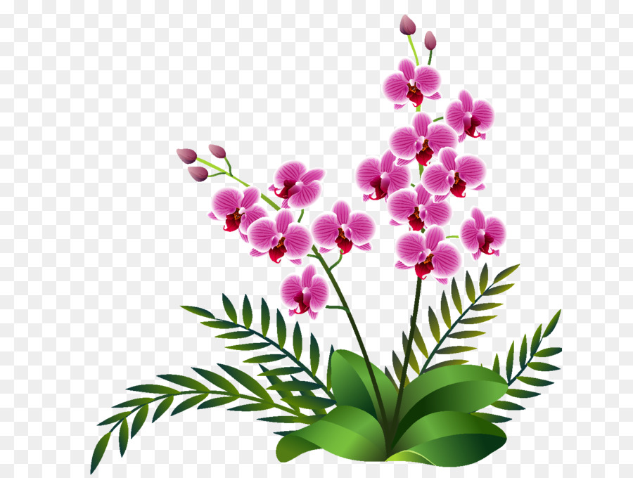 Flor，Orquídeas De Polilla PNG