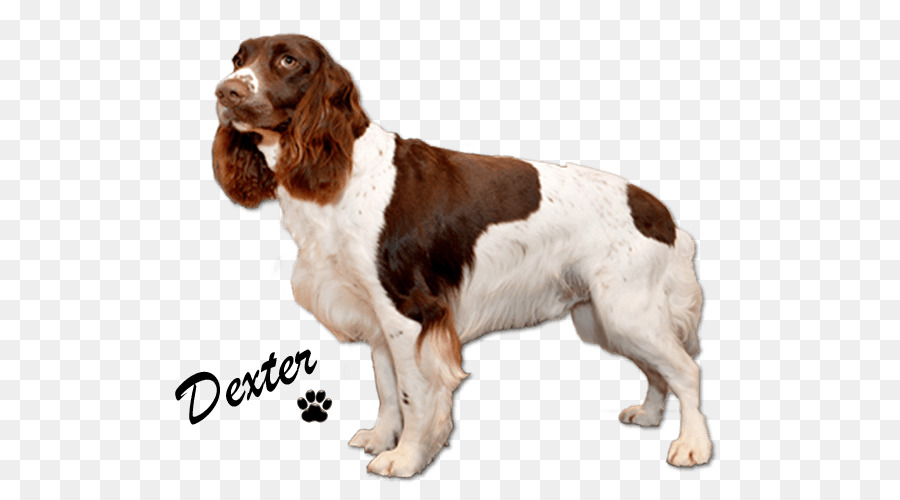 Perro Marrón Y Blanco，Mascota PNG