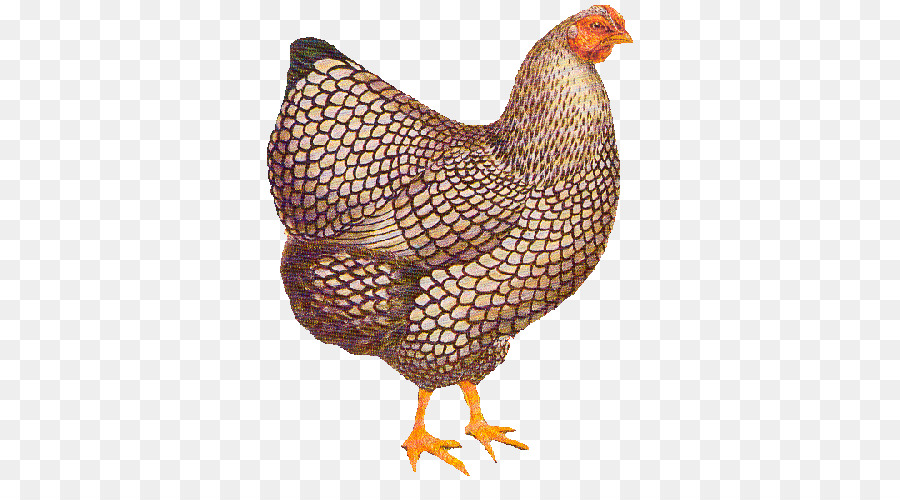 Pollo，Pájaro PNG