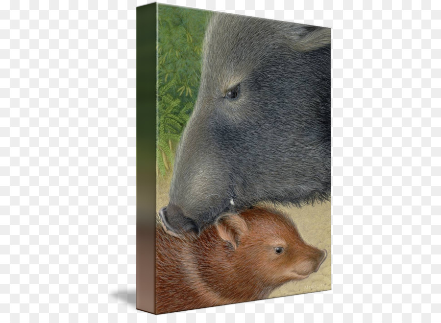 Capybara，Beaver PNG