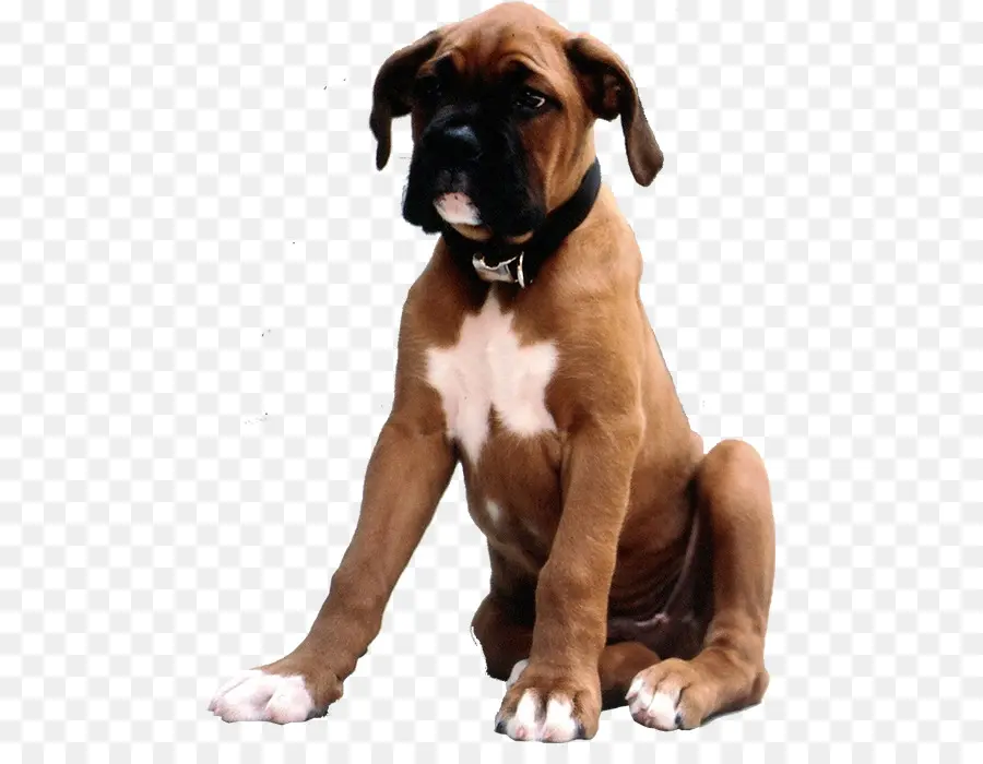 Perro，Mascota PNG