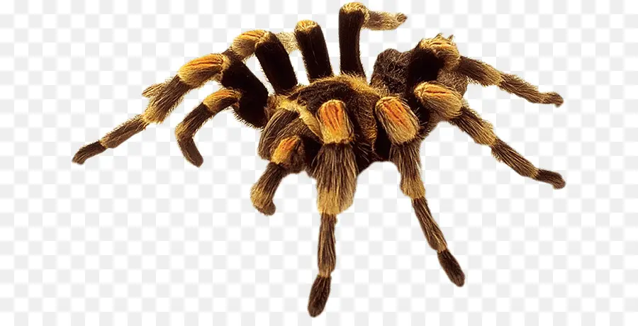 Araña，Ocho Patas PNG