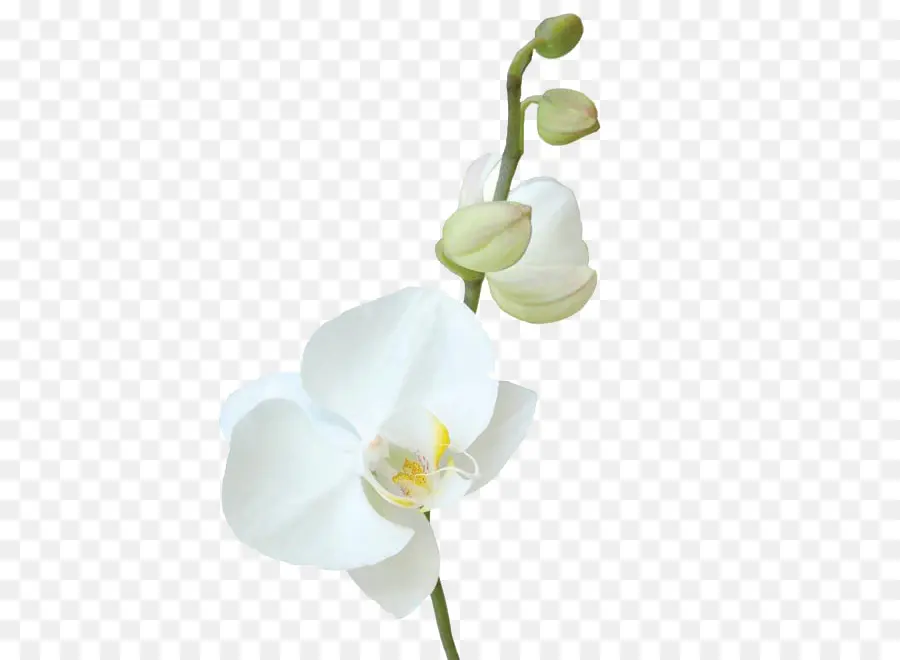 Orquídea Blanca，Orquídea PNG