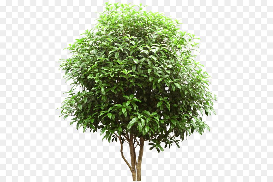 árbol De Caucho，Planta PNG