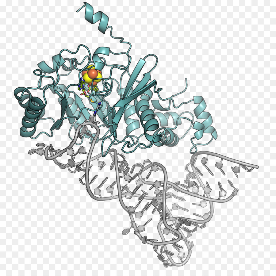 Estructura Proteica，Molécula PNG