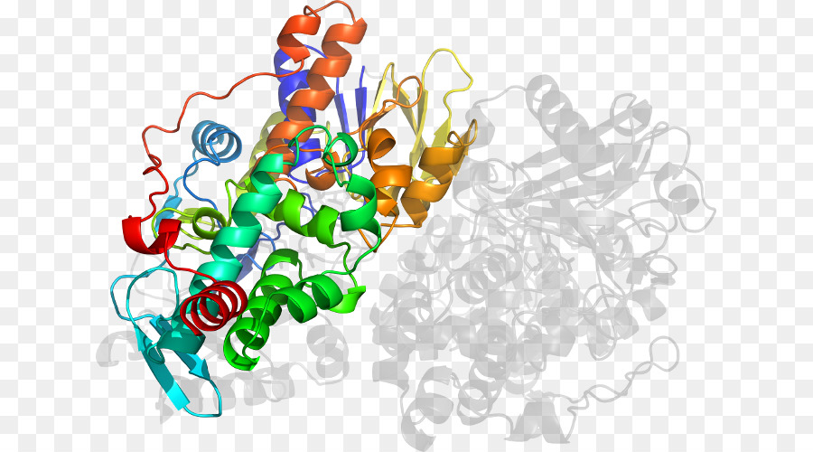 Estructura De La Proteína，Molécula PNG