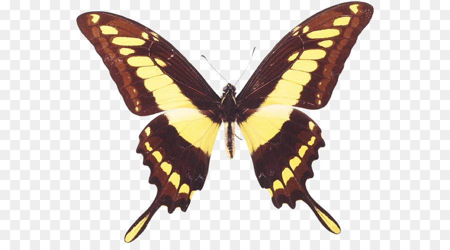 Mariposa，El Rey De Cola De Golondrina PNG