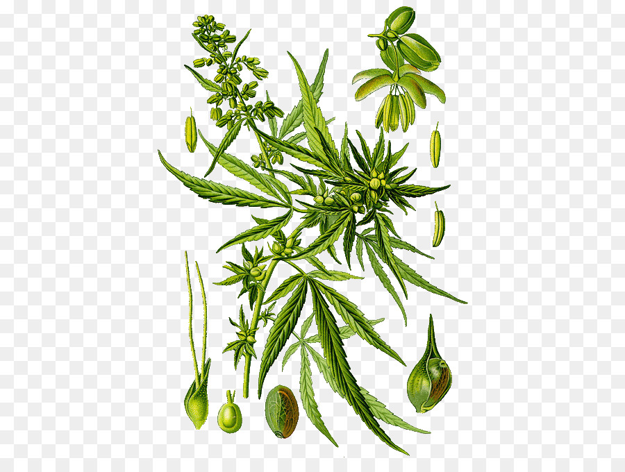 Planta De Cannabis，Hojas PNG