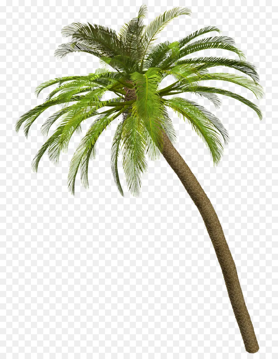 Palmeras，Palmera PNG