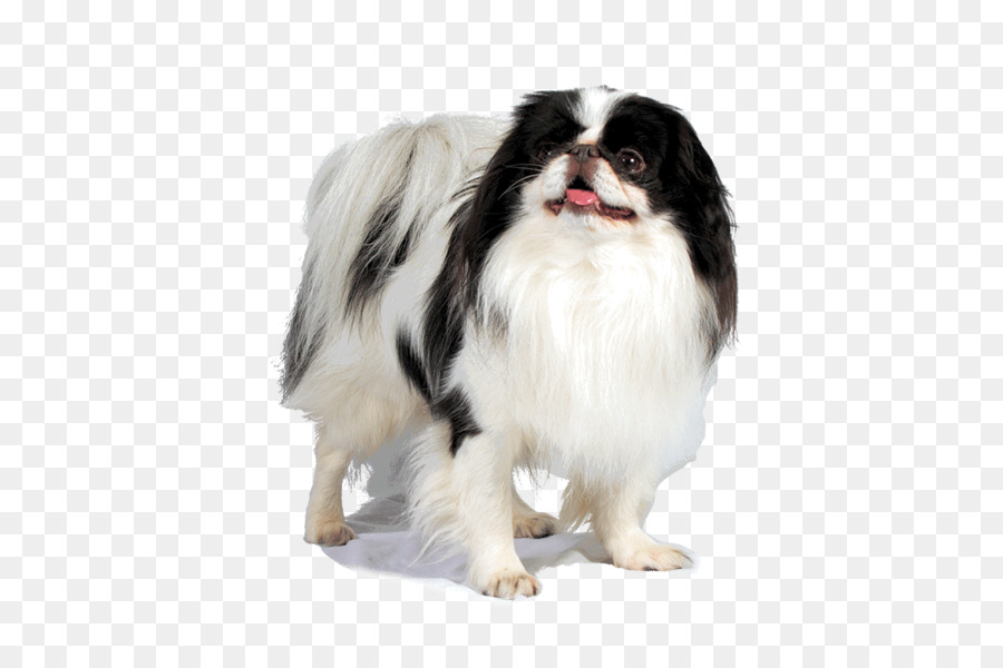 Barbilla Japonesa，Perro Compañero PNG