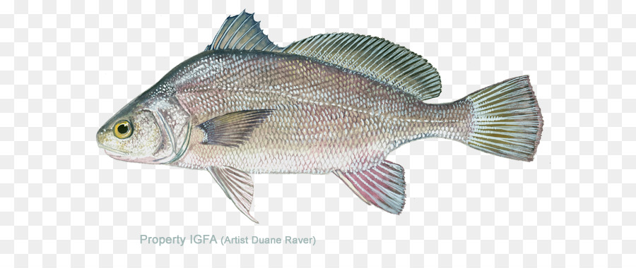 La Tilapia，Tambor De Agua Dulce PNG