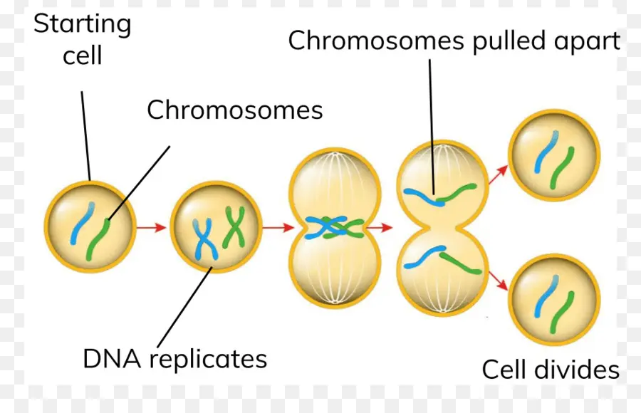 Mitosis，División Celular PNG