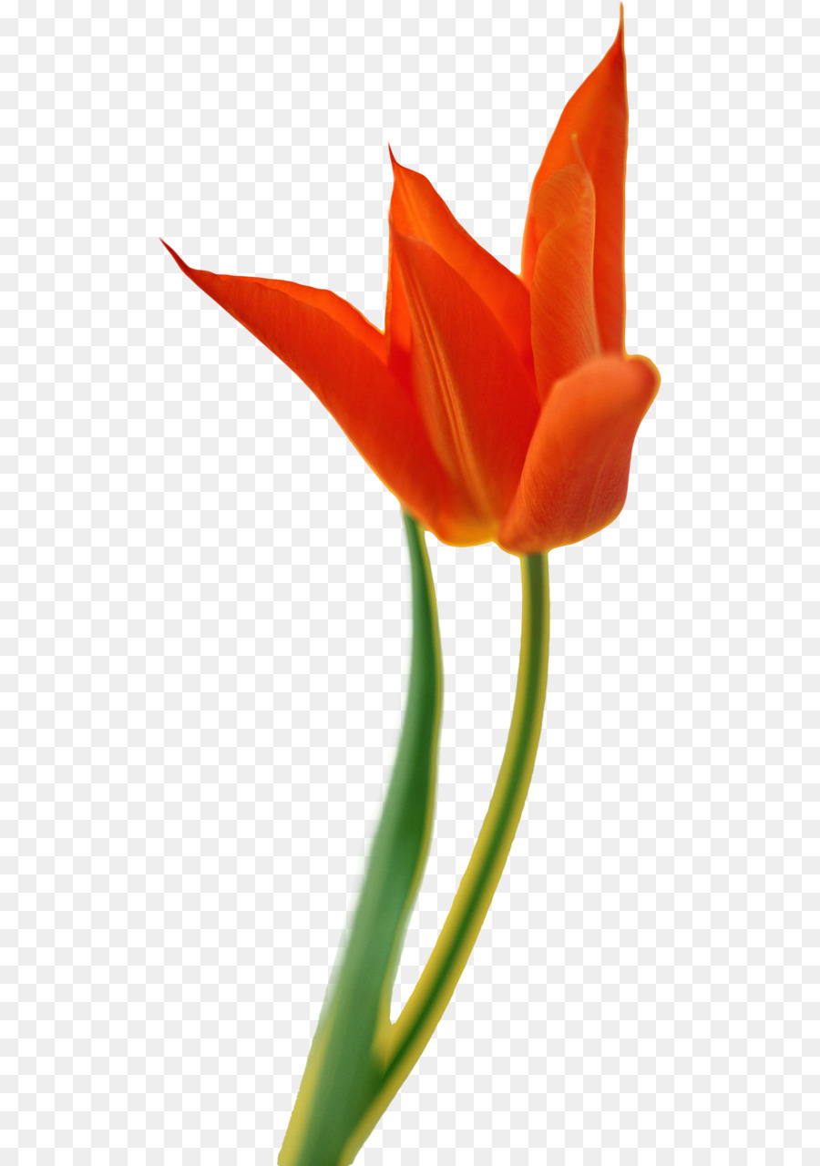 Tulip，Las Flores Cortadas PNG