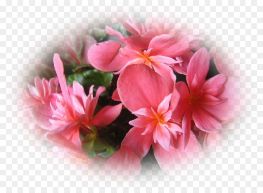 Begonia，Rosa M PNG