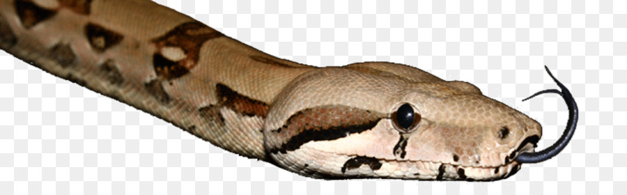 Zapato，Animal PNG