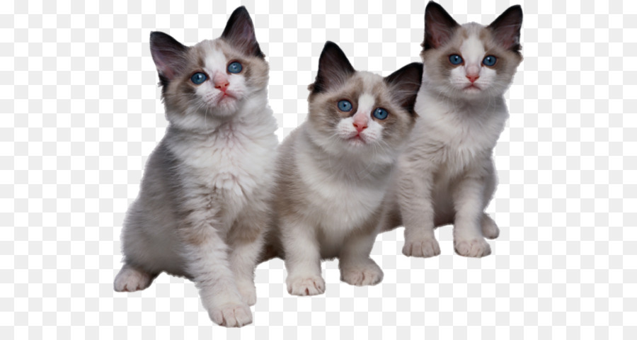 Tres Gatitos，Gatos PNG